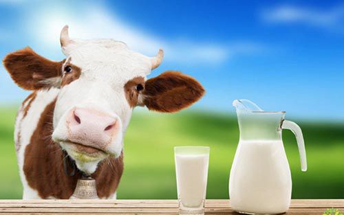 Sữa Bò Cũng Là Một Trong Những Thực Phẩm Mà Bé Nên Tránh